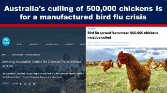 Australia’s culling of 500,000 chickens is for a manufactured bird flu crisis
