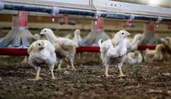 ‘International Bird Flu Summit’ to take place in Washington D.C. October 2-4: Conference called to discuss ‘Mass Fatality Management Planning’