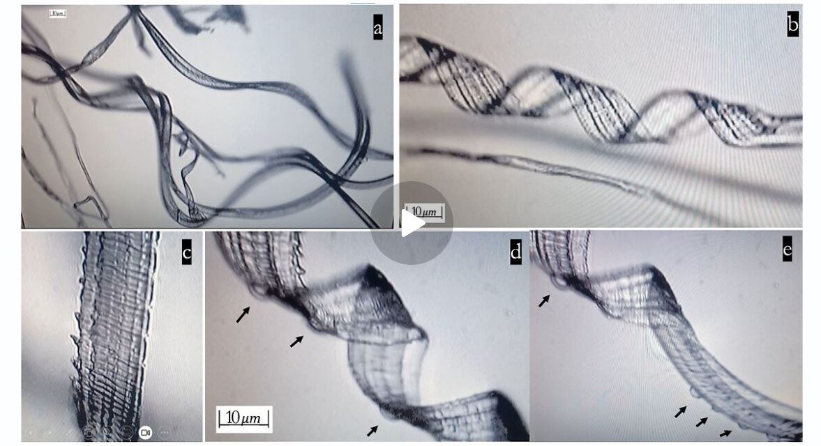 Recent Study Shows Self-Assembly Nanobots in the COVID-19 Injectables