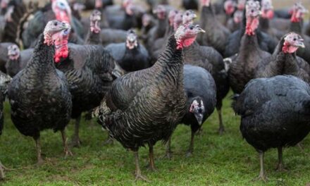 Tens Of Thousands Of Turkeys Culled As Bird flu Outbreak Hits Turkey Farms In UK