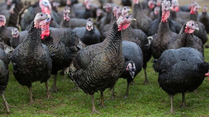 Tens Of Thousands Of Turkeys Culled As Bird flu Outbreak Hits Turkey Farms In UK